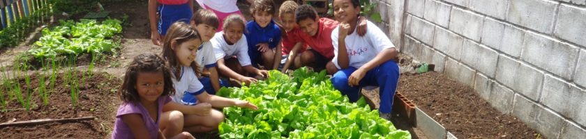 Horta Escolar com Girassóis Van Gogh: Projeto 6º ao 9º Ano 10 Horta Escolar com Girassóis Van Gogh: Projeto 6º ao 9º Ano