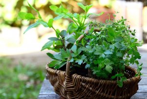 Horta de Temperos: 6 Dicas Práticas e 8 Ervas Essenciais