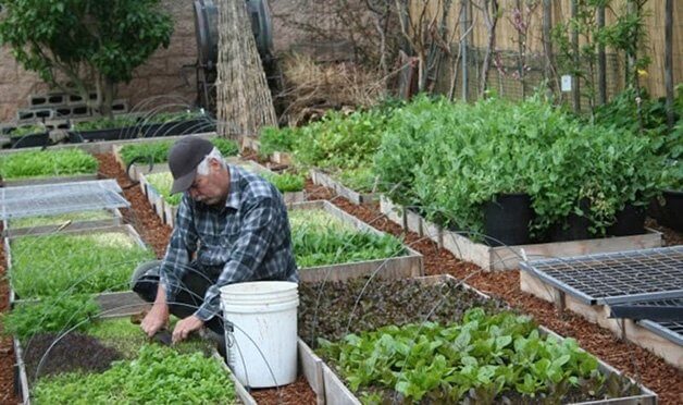 Horta urbana: produção de alimentos do quintal está perto de 1