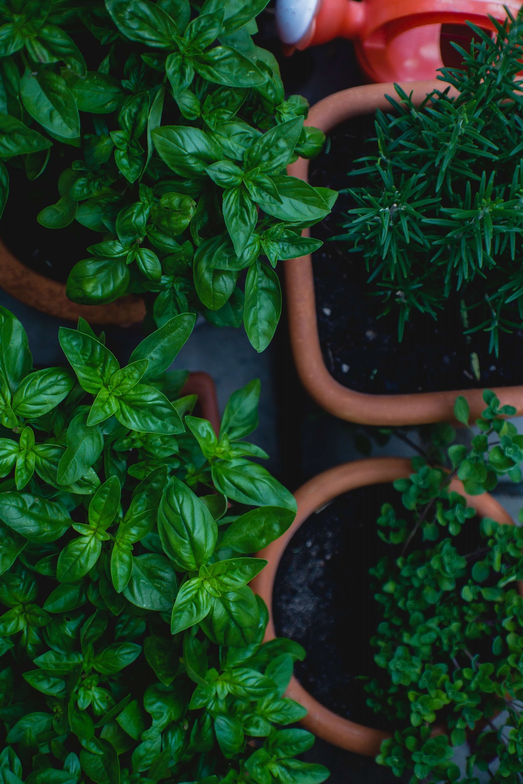 Horta de Temperos: Como Fazer e O Que Plantar (+6 Dicas)