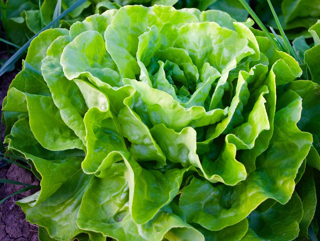 Alface: Benefícios, Tipos E Como Plantar (+4 Receitas) 1 alface capa