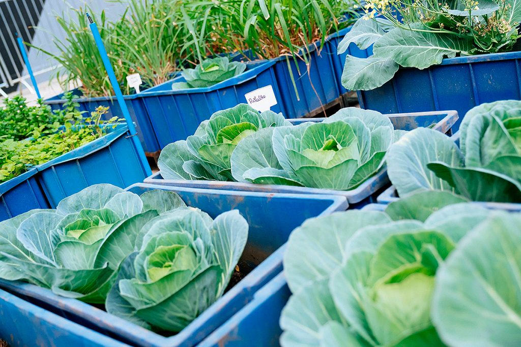 Horta No Telhado Da IBM Produz 600kg De Alimentos Em 6 Meses 1 horta no telhado ibm