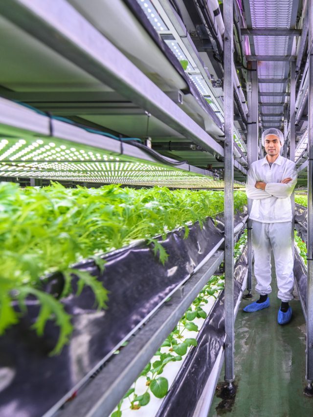 Fazenda Vertical Na Dinamarca Produz 80 Toneladas de Alimentos por Mês