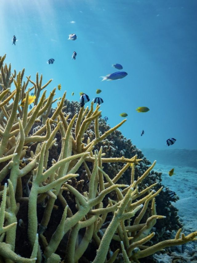 Corais Recebem Ajuda Da Tecnologia Para Preservação Da Espécie