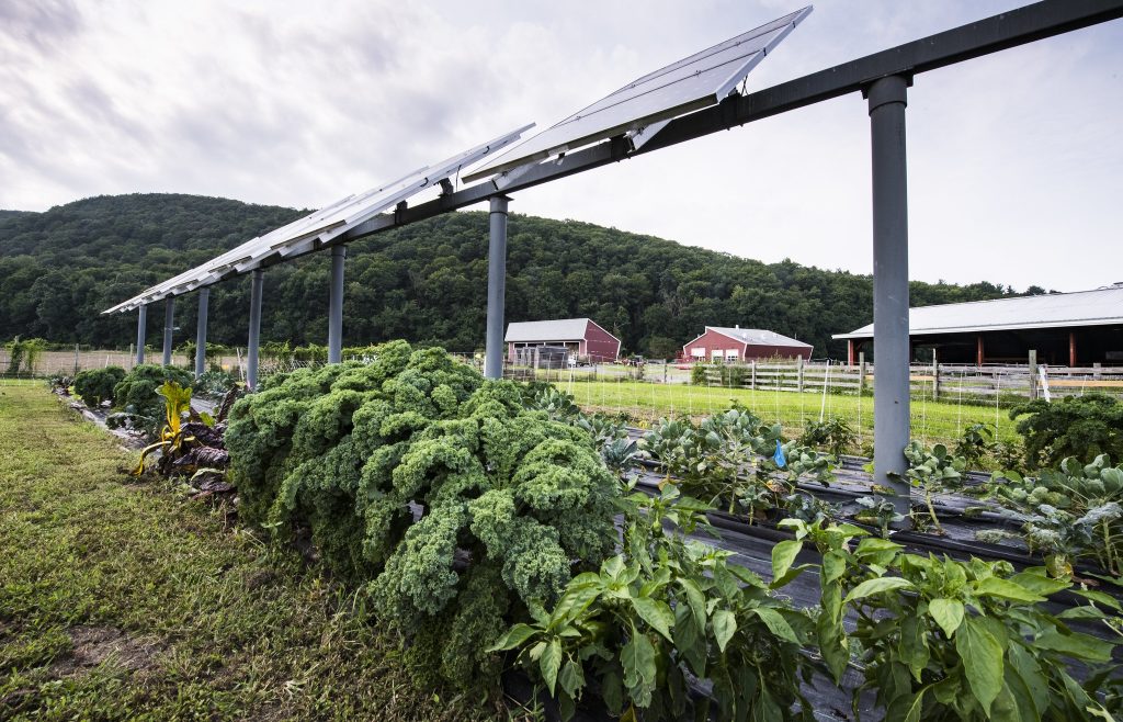 O sistema agrivoltaico é caracterizado pela instalação de painéis solares em campos de agricultura.