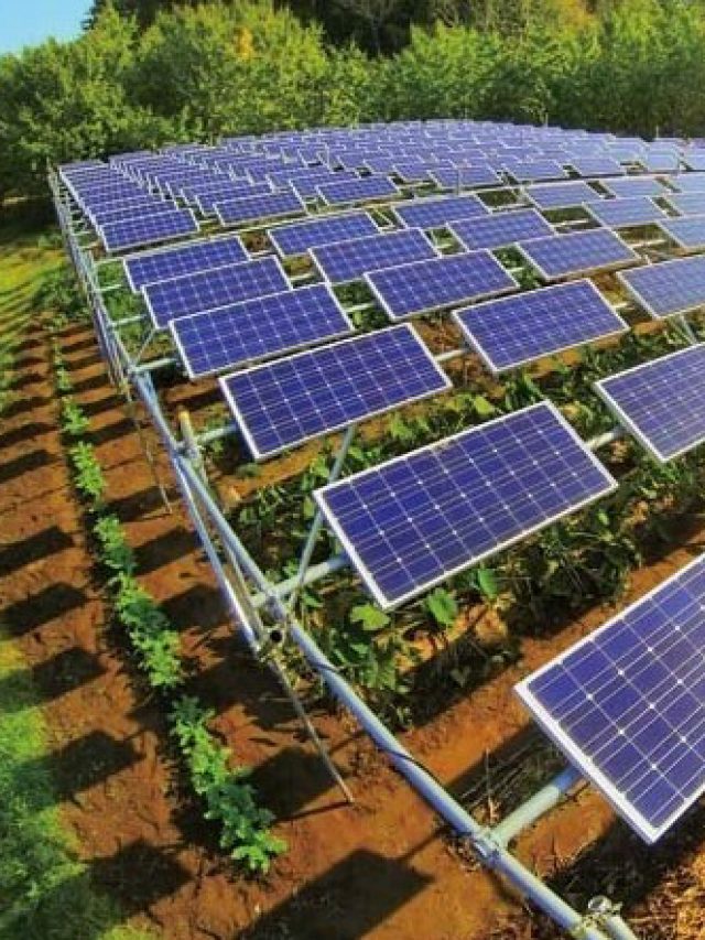 Produção Agrícola e Energia Solar Compartilham o Mesmo Espaço