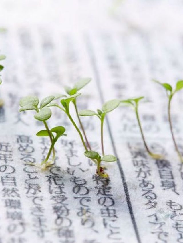 Jornal Verde Vira Flores Para Abelhas no Japão