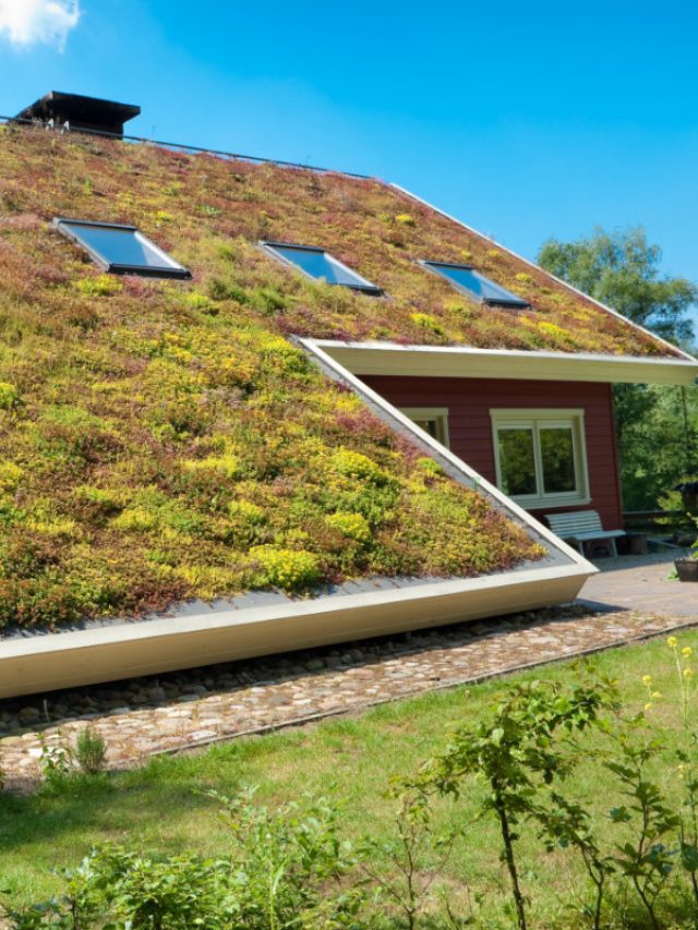 Holandeses Criam “Telha-Jardim” Que Purifica o Ar e Refresca Casa