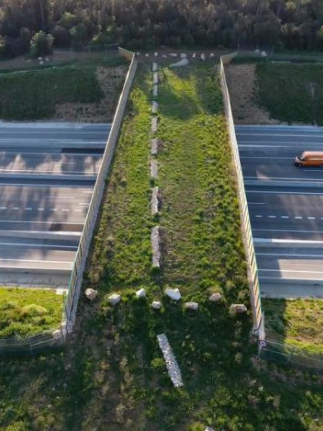 Já conece? ? Ponte Verde Permite a Passagem de Animais Silvestres em São Paulo
