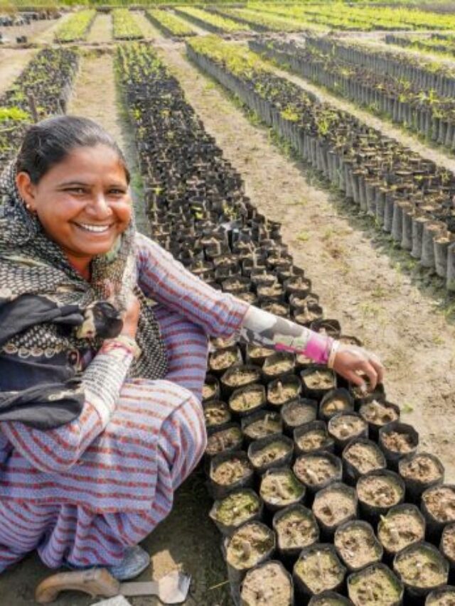 One Tree Planted Plantou Mais 1,5 Milhão De Árvores Na Índia