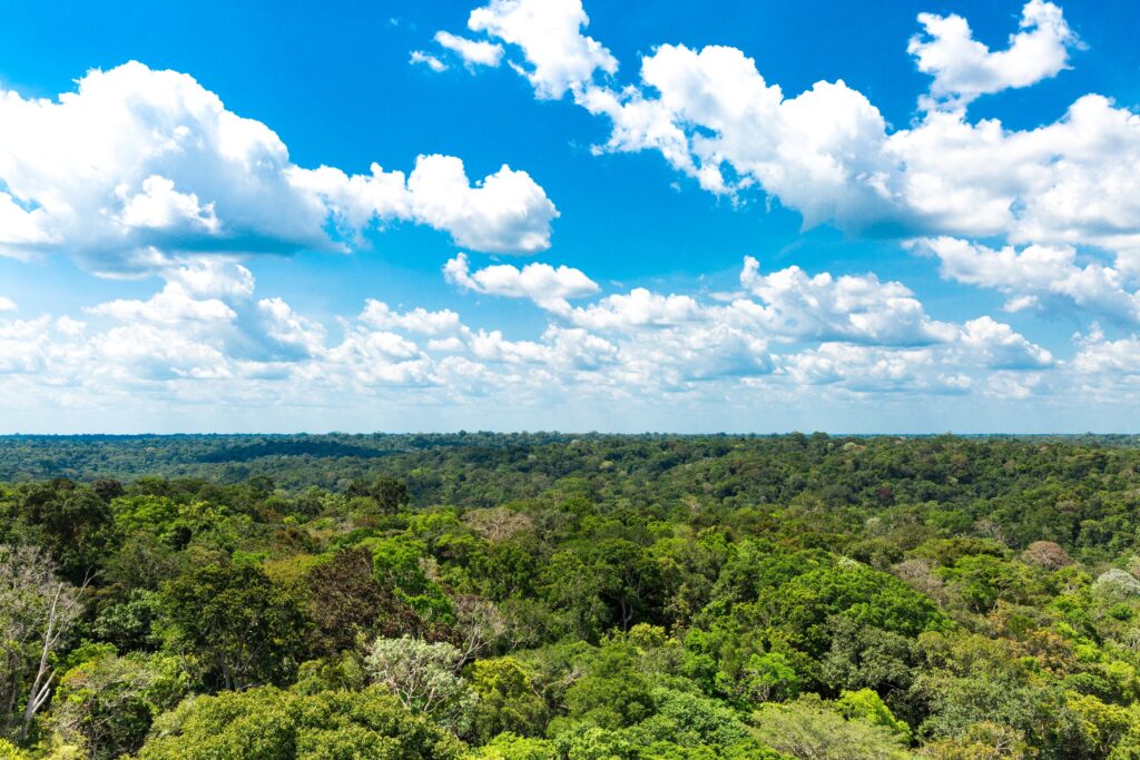Meio Ambiente, noticias Floresta Amazônica
