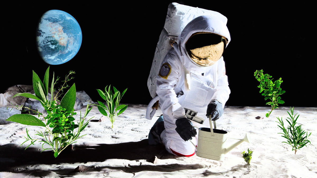 Cientistas Realizam Cultivo de Plantas em Solo Lunar