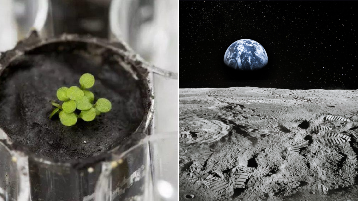 Plantas em Solo Lunar: 1ª Colheita Abre Caminho Alimentar 23 Plantas em Solo Lunar: 1ª Colheita Abre Caminho Alimentar