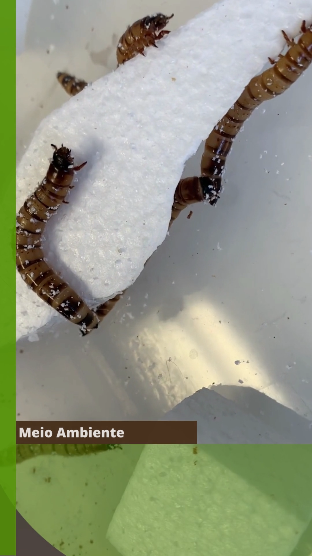 Besouro vive em meio a fezes para proteger suas larvas - Instituto Butantan