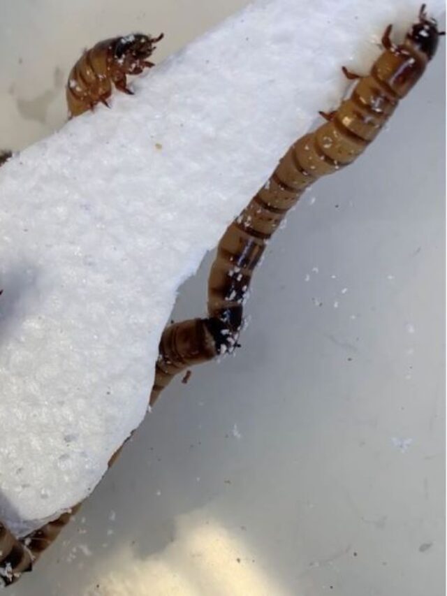 Larvas De Besouro Podem Digerir Plástico na Austrália