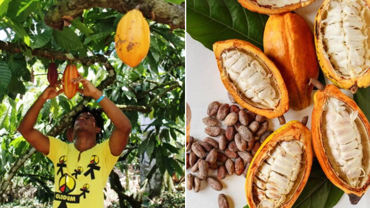 Meio Ambiente, noticias Bahia