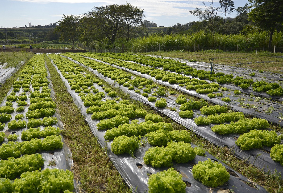 Projeto Vale Verde Jundiaí: Hortas Orgânicas Desde 1997 BR 18 Projeto Vale Verde Jundiaí: Hortas Orgânicas Desde 1997 BR