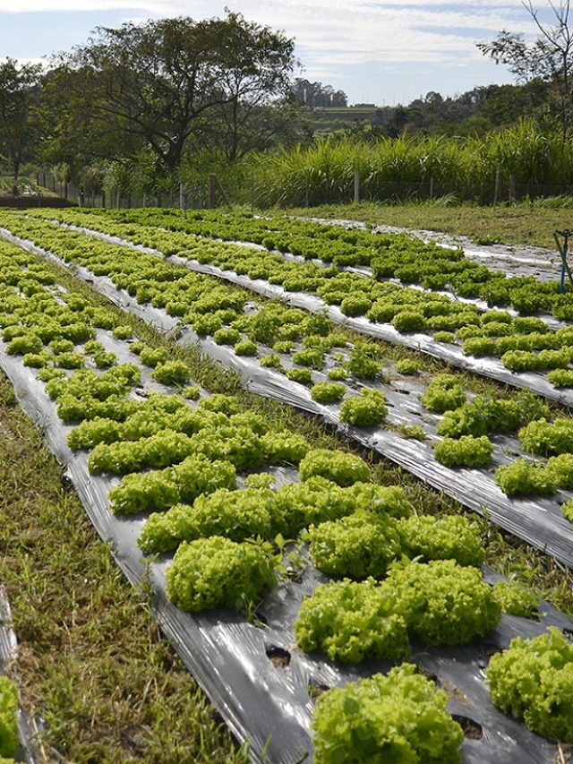 Hortas Orgânicas Alimentam Crianças de Escolas em Jundiaí