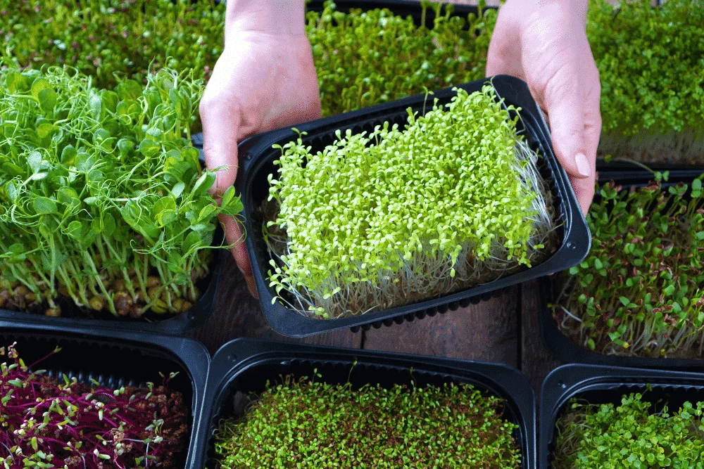Microgreens: Até 40x Mais Vitamina C na Alimentação Diária
