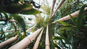 Portal EkkoGreen - Sustentabilidade, Energia Limpa e ESG no Brasil 13
