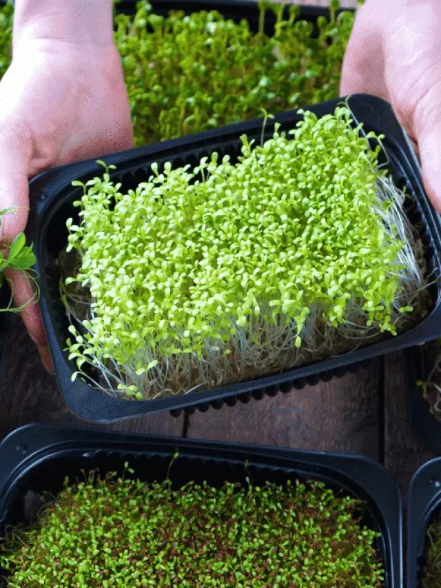 Microgreens: Uma Revolução Verde no Prato dos Brasileiros