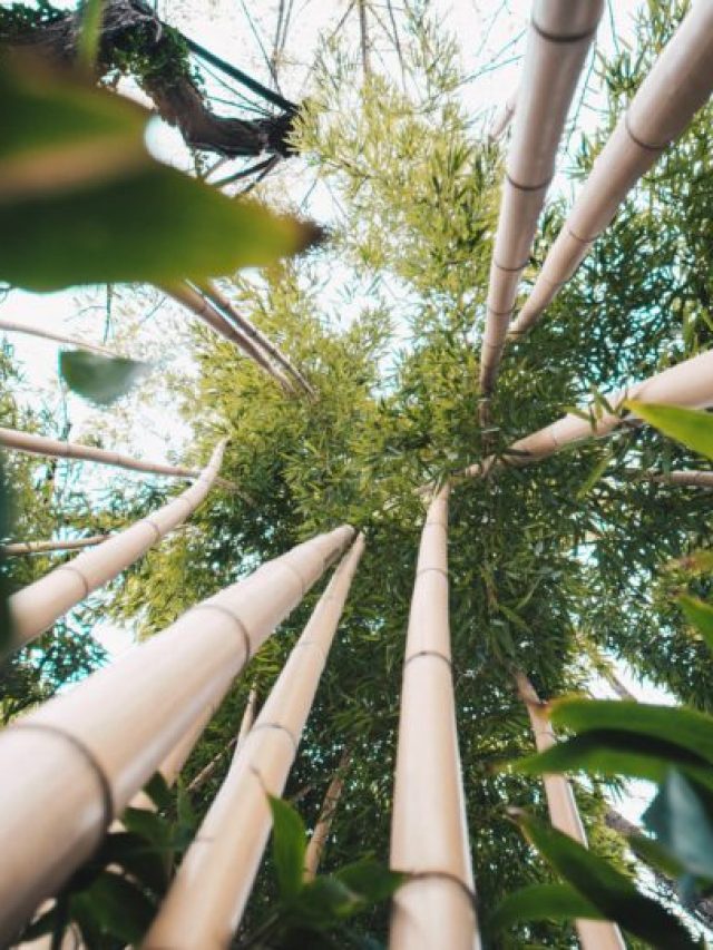 Bambu Surge Como Opção de Energia Renovável