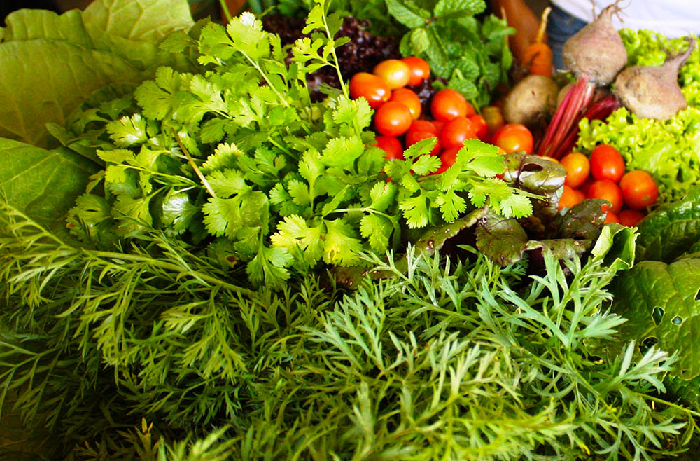 Pró-Orgânico: Novo Portal da Embrapa com Recursos Para Agricultura Orgânica 2 Agricultura Urbana, noticias Embrapa
