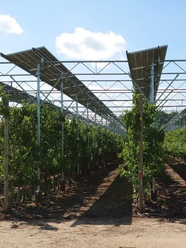 Brite Solar Revoluciona a Agricultura com Seus Módulos Solares Inovadores