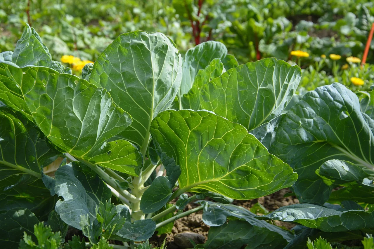 O Que Plantar em Julho: Aumente 30% a Produção da Horta 1 o que plantar em julho