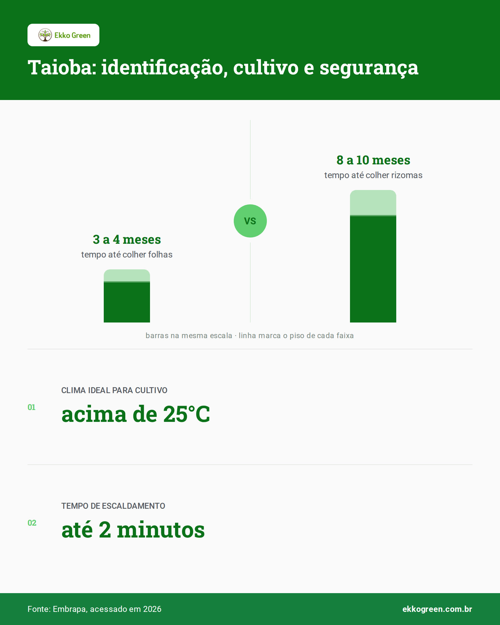 Taioba: Como Identificar, Plantar e Consumir 3 Infográfico: Taioba: identificação, cultivo e segurança