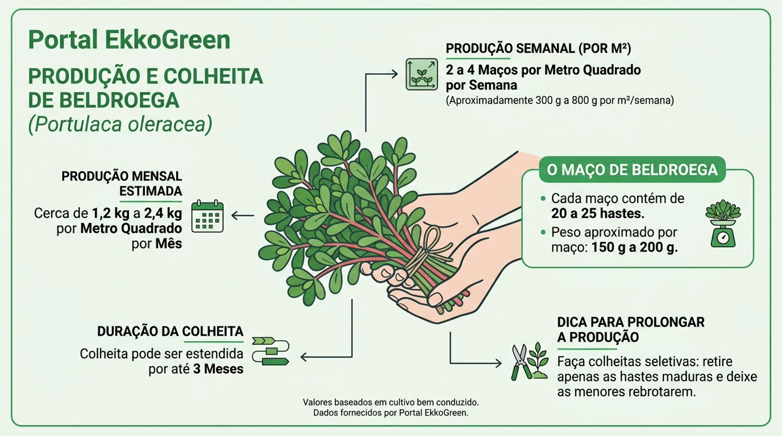 Beldroega: Como Identificar, Plantar e Consumir 2 mãos segurando um maço de beldroega recém-colhida, com folhas verdes e suculentas e caules avermelhados