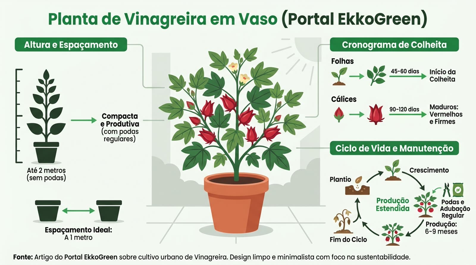 Vinagreira: Como Identificar, Plantar e Consumir 3 planta de vinagreira em vaso, com folhas verdes lobadas e cálices vermelhos visíveis, em um quintal urbano ensolarado