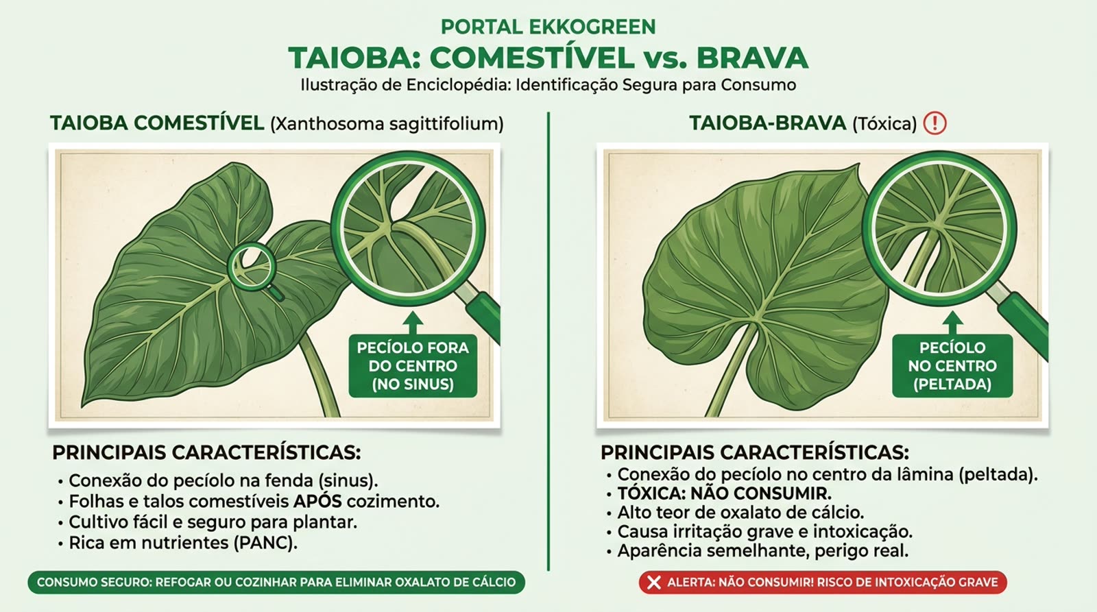Taioba: Como Identificar, Plantar e Consumir 2 ilustração estilo enciclopédia antiga mostrando close-up de duas folhas de taioba, com destaque para a inserção do